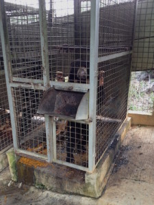 Apang avant (seul dans une cage de 1 m2)