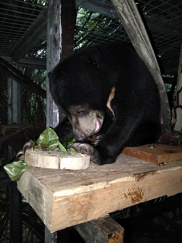 Mia dans son enclos de nuit