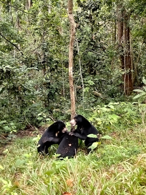 Mia Andréa Noor - Fev 2026